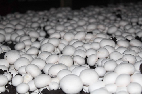 圖片關(guān)鍵詞 http://www.mushroommarket.net/file/upload/201911/06/08-38-07-78-283825.png