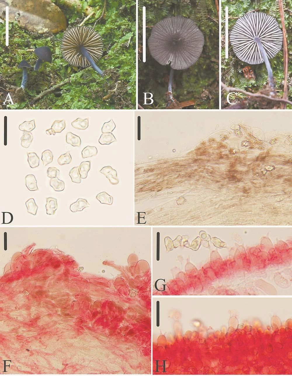 圖片關(guān)鍵詞
