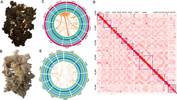 圖片關(guān)鍵詞