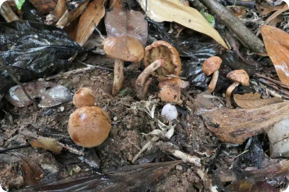 圖片關(guān)鍵詞