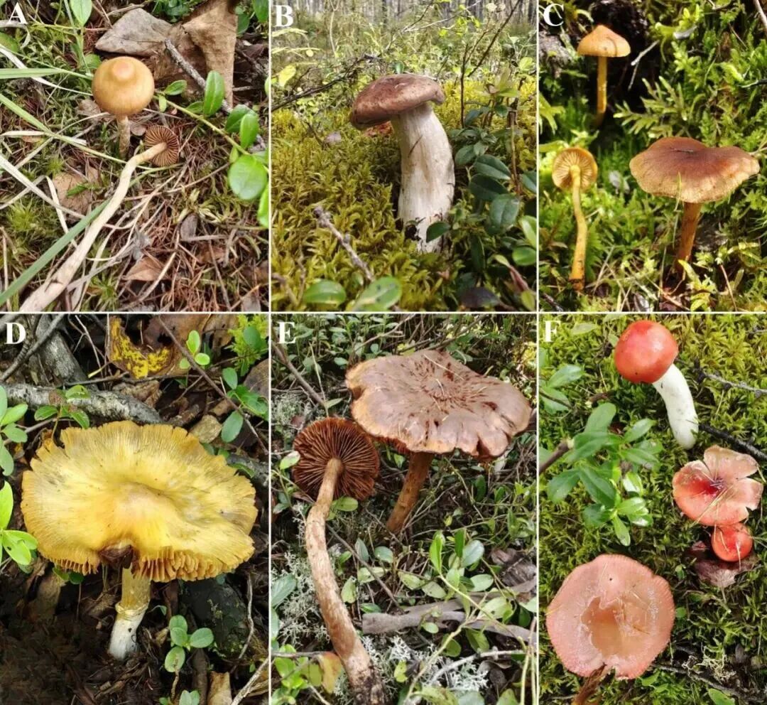 圖片關(guān)鍵詞