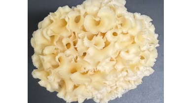 行業(yè)動態(tài)